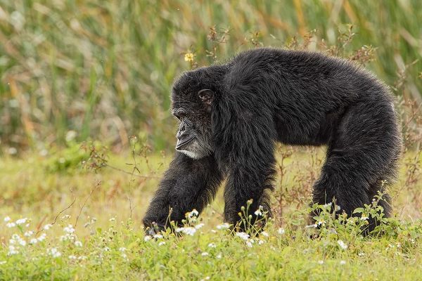 Adult male Chimpanzee-Pan troglodytes